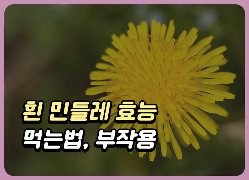 흰 민들레 효능